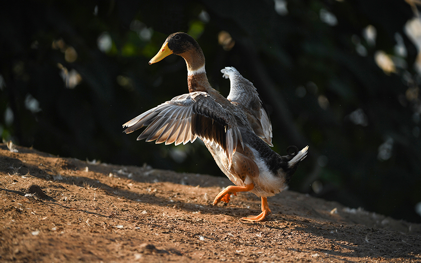 胡建文：毫不手軟懲治危害食藥安全違法犯罪